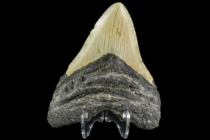 Fossil Megalodon Tooth - North Carolina #109546